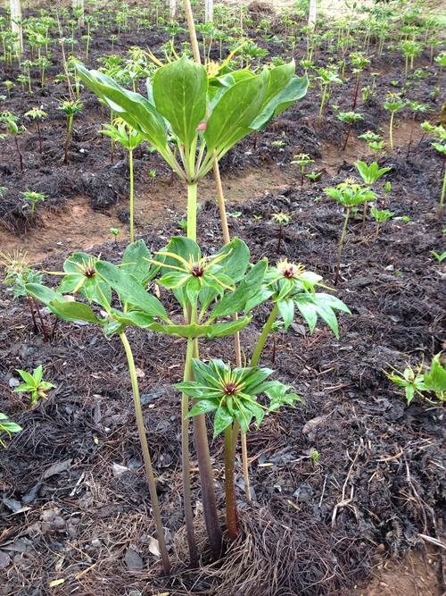 种植这种中药材，每亩可获30多万元，可为何还是很多农民不敢种