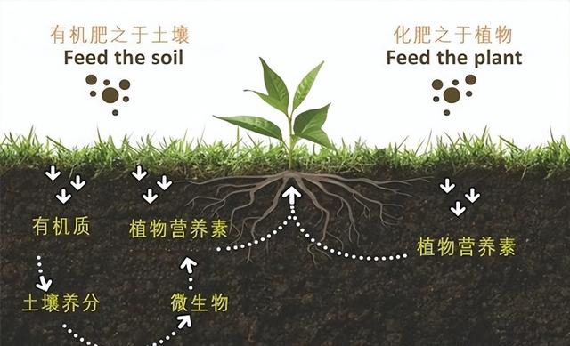 现代种植研究：不同施肥方式对甘蓝种植的影响及综合效益评价