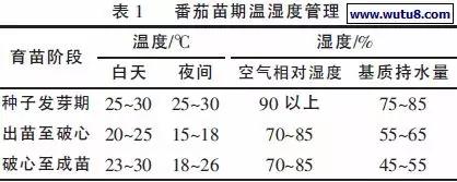 温室大棚里的串收番茄基质无土栽培技术干货满满、智能温室工程