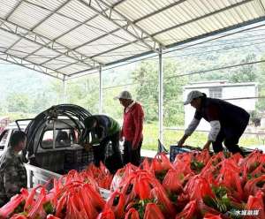 辣椒种植收购(水城区野钟乡：辣椒订单式种植销售，实现“三方”共赢发展)