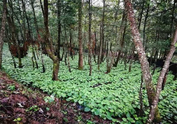 山葵的栽培技术，山葵经济价值高，掌握这些，轻松提高经济效益