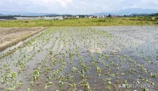 黎川人最爱吃的水蕹菜竟是这样种出来的