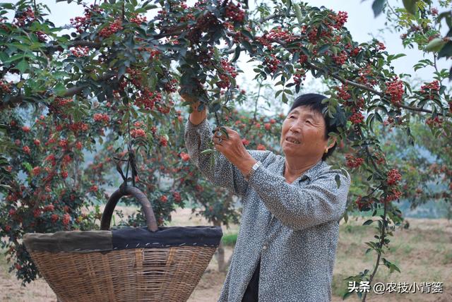 怎样才能种植出好花椒？花椒怎样采种、播种、育苗、定干？