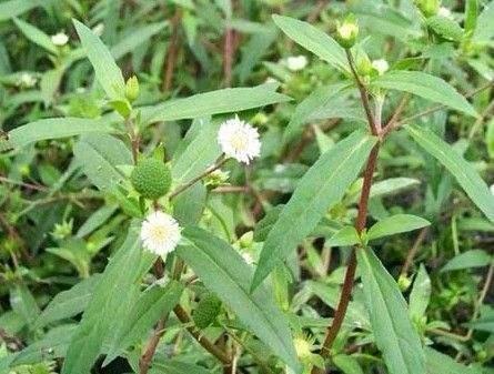 不知名的野草大爷大妈抢着挖，看着不怎么起眼，却能让头发变黑