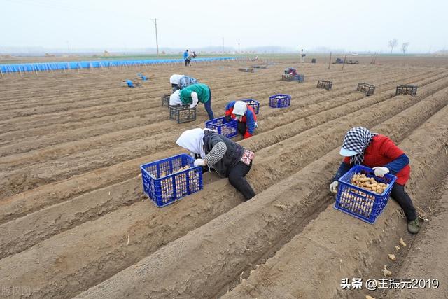 种10亩姜，不用防治姜瘟，随便种10年，一株姜不瘟的姜种选育方法