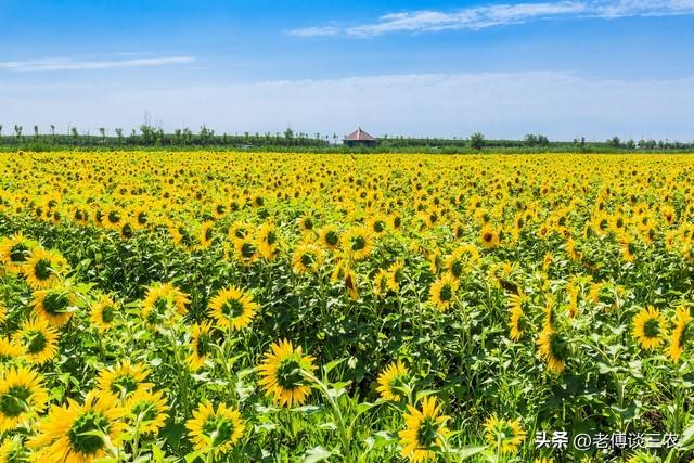 返乡青年去新疆包1000亩沙地种葵花籽，年入100万元，真有胆量