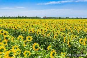 承包土地种植蔬菜(返乡青年去新疆包1000亩沙地种葵花籽，年入100万元，真有胆量)