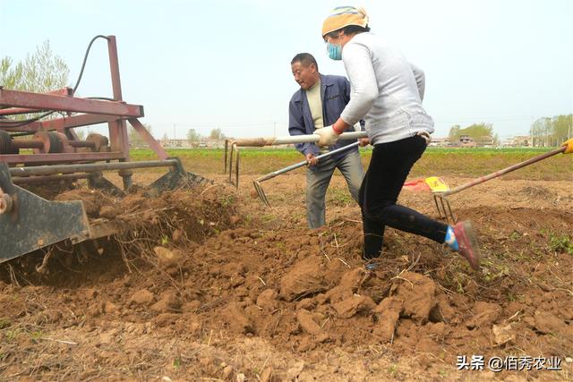 农民种植中药材何首乌，产量能赶上红薯，经济效益可观