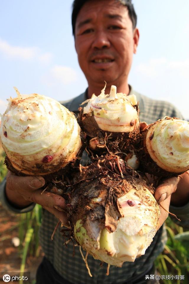 芋头种植管理有讲究，用好以下这10条，后期产量增加可不少