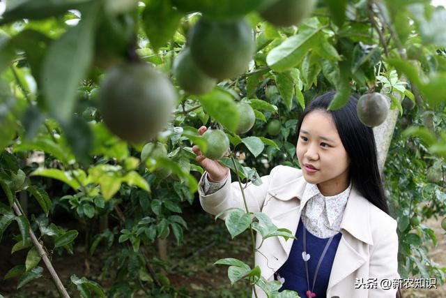 “百香果”种植技术，这样可增加一倍产量。需要注意的事项