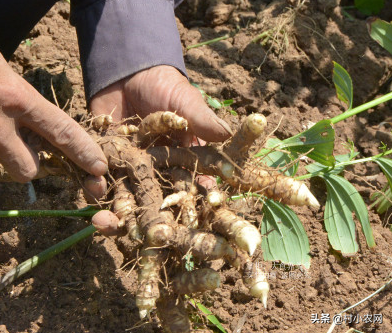 农村创业干点啥？试试这7种中药材，金银花和蒲公英或许最赚钱