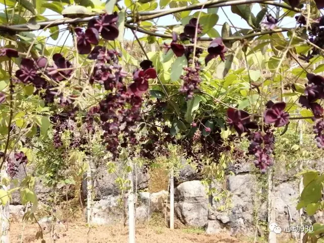 野果家种，他们种植的八月瓜长势喜人