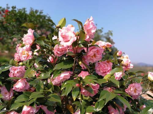 山茶花养在庭院，长势格外好，做好施肥开花更大了