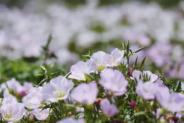 世界10大名字最优雅的植物排行榜，你知道第几个？