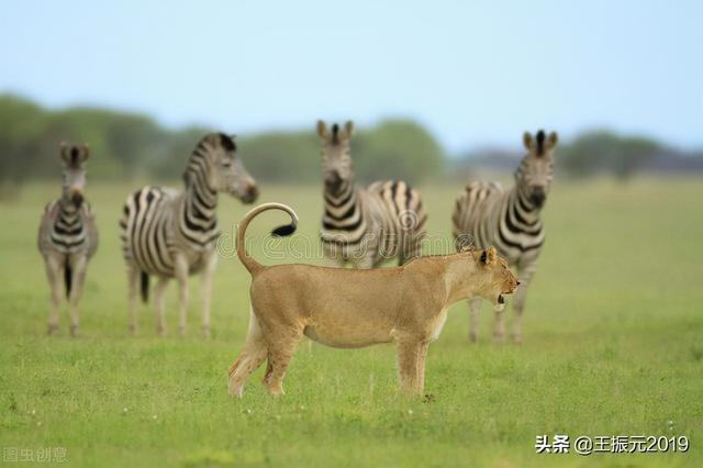 种10亩姜，不用防治姜瘟，随便种10年，一株姜不瘟的姜种选育方法