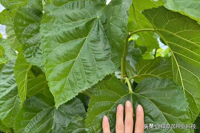 桑树也能做饲料？种植一次连续收割20年，50克种子能育8000苗