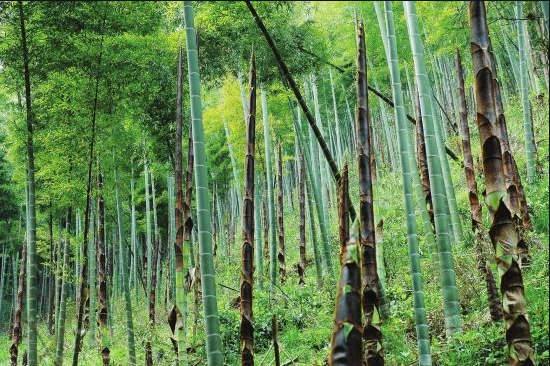 《人生果实》之竹笋——在农村种植竹笋的新技术