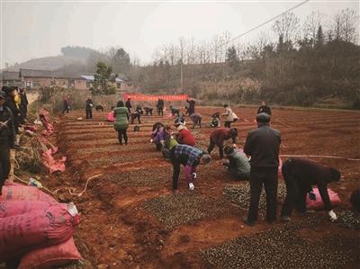 葛根，种植在“砂石”上的新希望