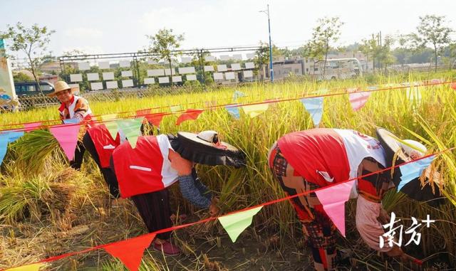 早稻迎丰收！惠阳今年已投600万元补贴水稻种植