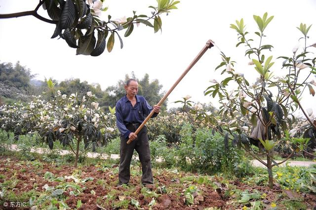 枇杷冬季就开花了，春季还能定植幼苗吗？要提高成活率可以这样栽