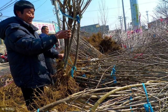 这个冬天很冷，大果树要防寒新栽的果树更要防寒，这些措施很有用