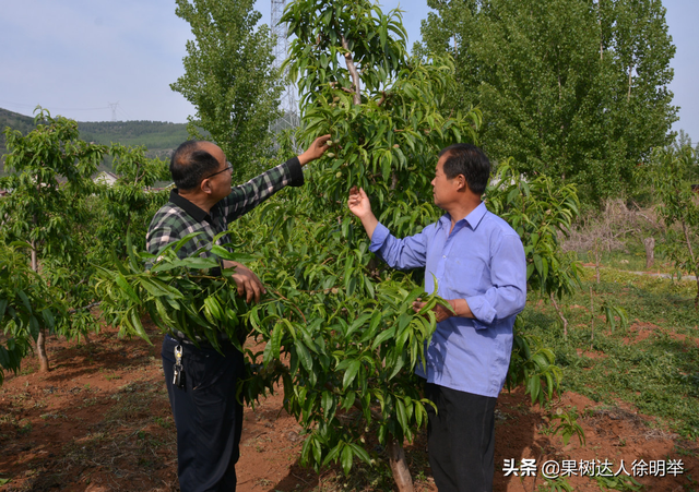  返乡发展果树种植，怎么做才能赚到钱？