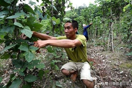 这种食药两用作物，掌握高产技巧，产量媲美红薯，可尝试种植几亩