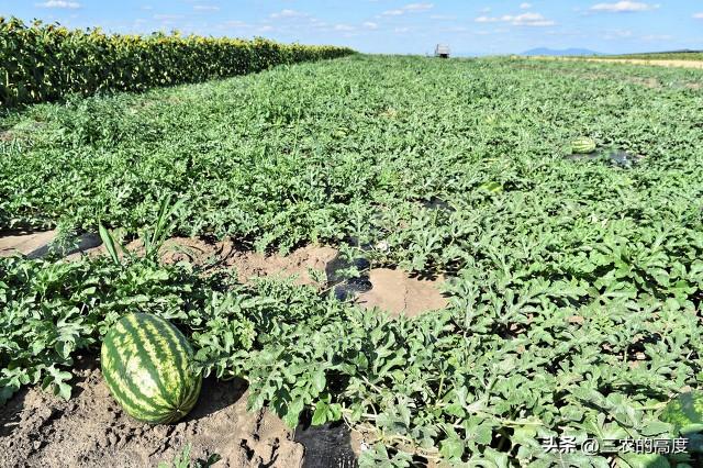 种植西瓜和甜瓜，这“五点”掌握住错不了，促进花多瓜好产量高