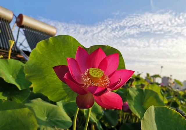 紫仙19号—阳台也能养的小荷花，花色美丽，丰花勤花，你值得拥有