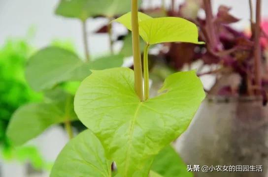 叶用甘薯被称为“抗癌蔬菜”，如何高产栽培？3分钟学会