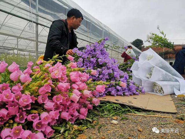 石竹梅+大飞燕……开远这里成了“花花世界”！