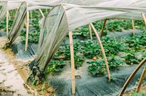 草莓大棚种植图片(草莓高温闷棚的具体方法这种方法成本低、污染小、操作简单)