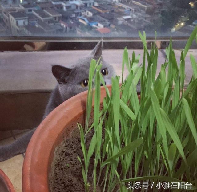 猫草怎么种？种了一盆，猫咪吃的好开心