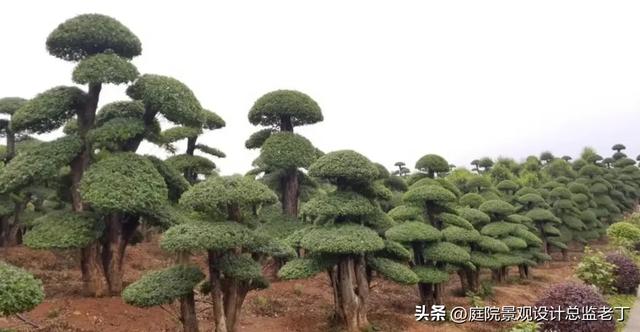 庭院常用高档植物—对节白蜡