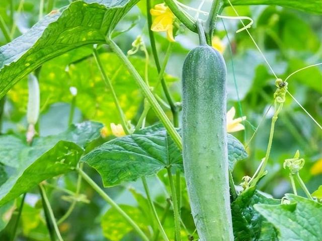 夏黄瓜想种得好，怎样种植才可以达到丰收高产，需要哪些种植技巧