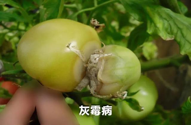 必看！春季番茄田间管理技术