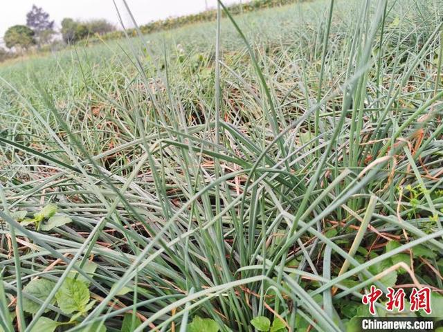 广东侨乡台山清明时节“降压菜”畅销