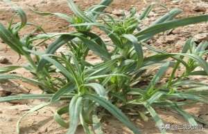 英菜种植技术(这种野菜，比荠菜、马齿菜好吃多了它叫面条菜，你吃过吗？)