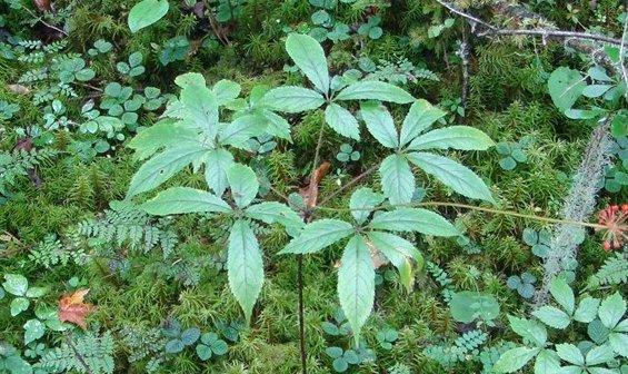 中草药种植，林下栽培西洋参，来学学