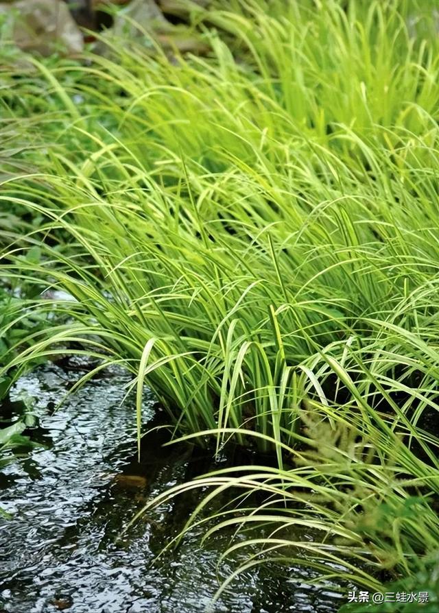 推荐适合池塘种的16种植物