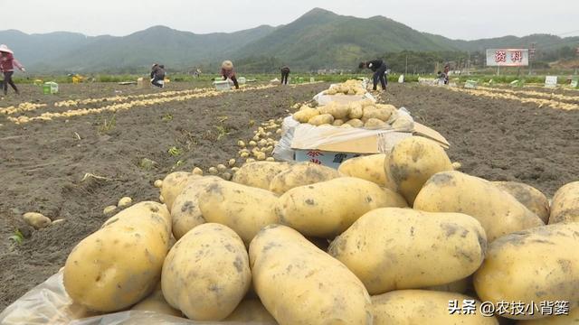 马铃薯有哪些高产技巧？记住4个增产增收方法，现在知道还不晚