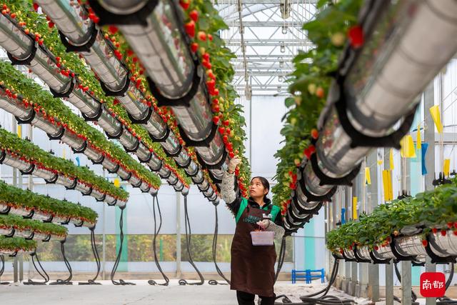 轻松实现采摘自由，广州花都长在“半空”中的草莓成熟了