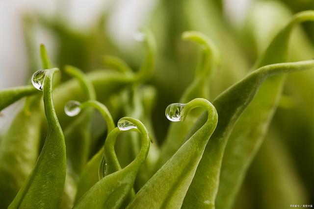 豆角的种植技术｜保证高产、优质