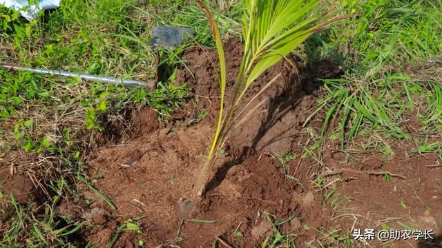 椰子树是怎么种植出来的？种植几年可以结果呢？看完涨知识