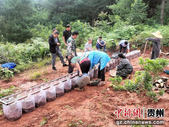 贵州大方：4万亩天麻种植进入尾声