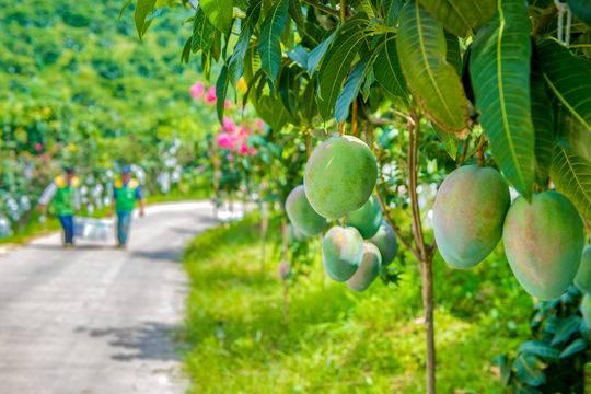 攀枝花芒果熟了 6月26日开始采摘上市