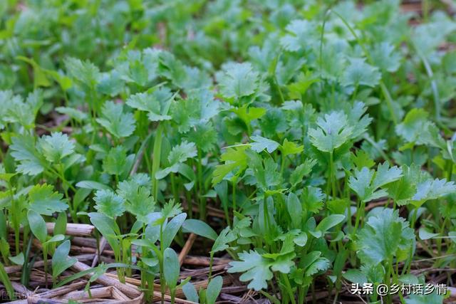 种植芹菜、菠菜、香菜，怎样出苗又快又齐？先学会这几个小技巧