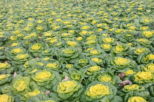 耐寒蔬菜的代表，零下10℃都冻不死！今年最后一批露天种植快安排