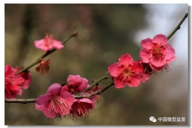 梅花栽培史与梅文化