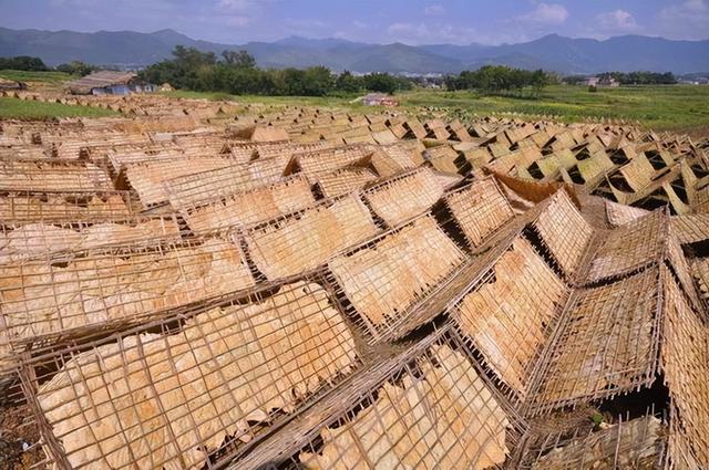 走进乌迳镇黄塘村，感受中国最大的烟叶种植基地